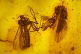 Detailed Fossil Ant (Formicidae) & Two Flies (Diptera) in Baltic Amber #163526-2